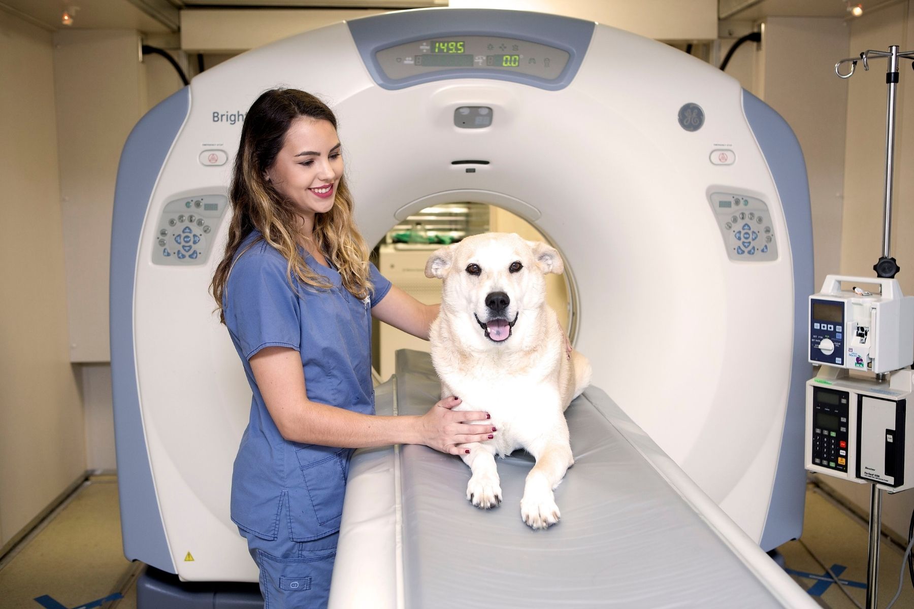 dog on ct scan