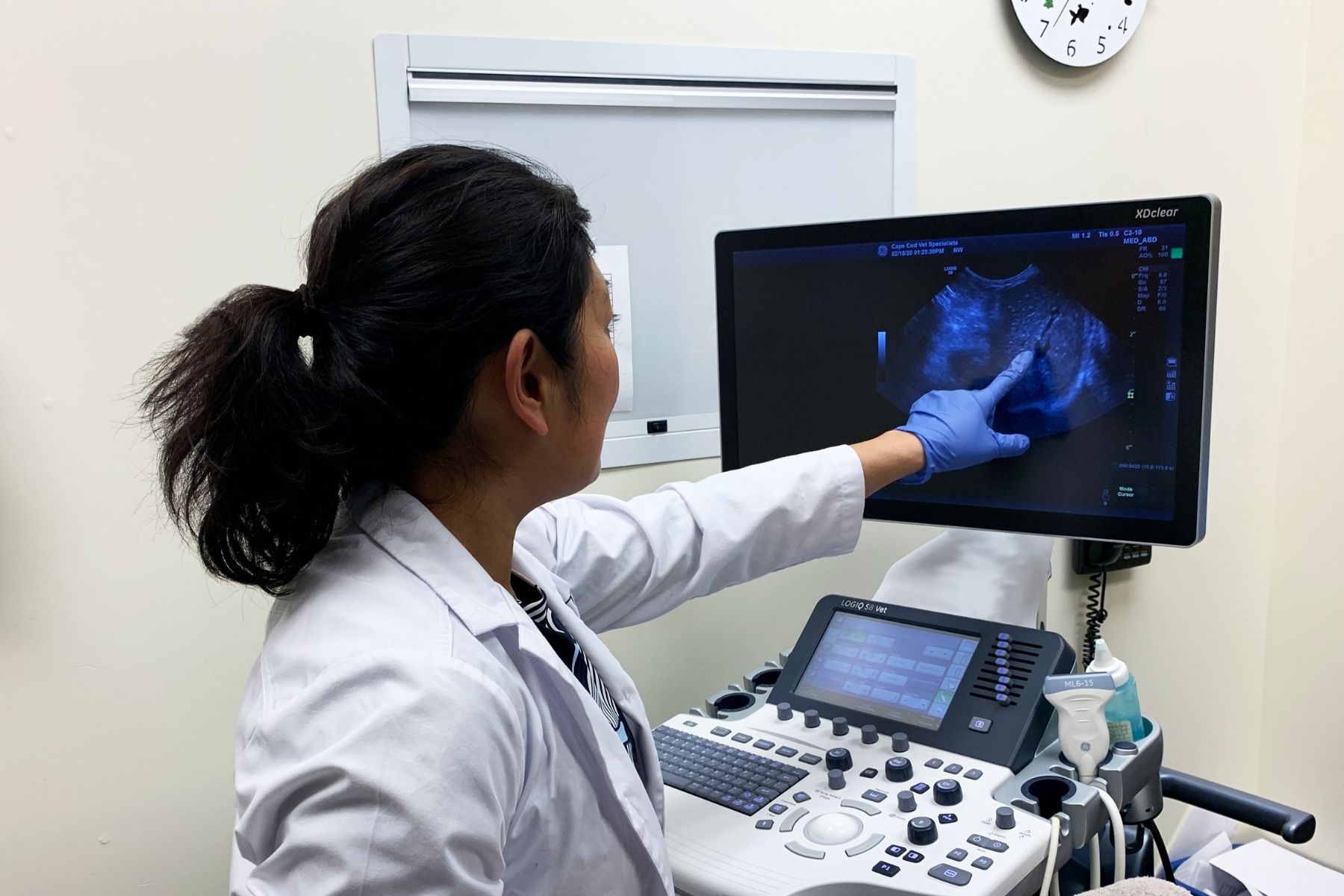 vet examining ultrasound image