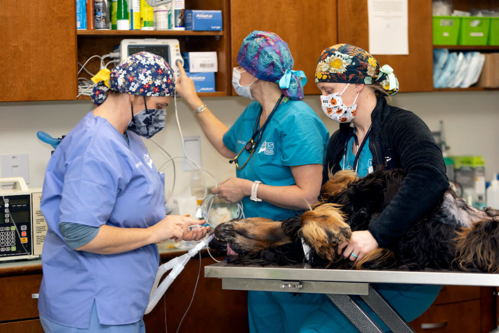 Best Emergency Vet In MA Cape Cod Veterinary Specialists