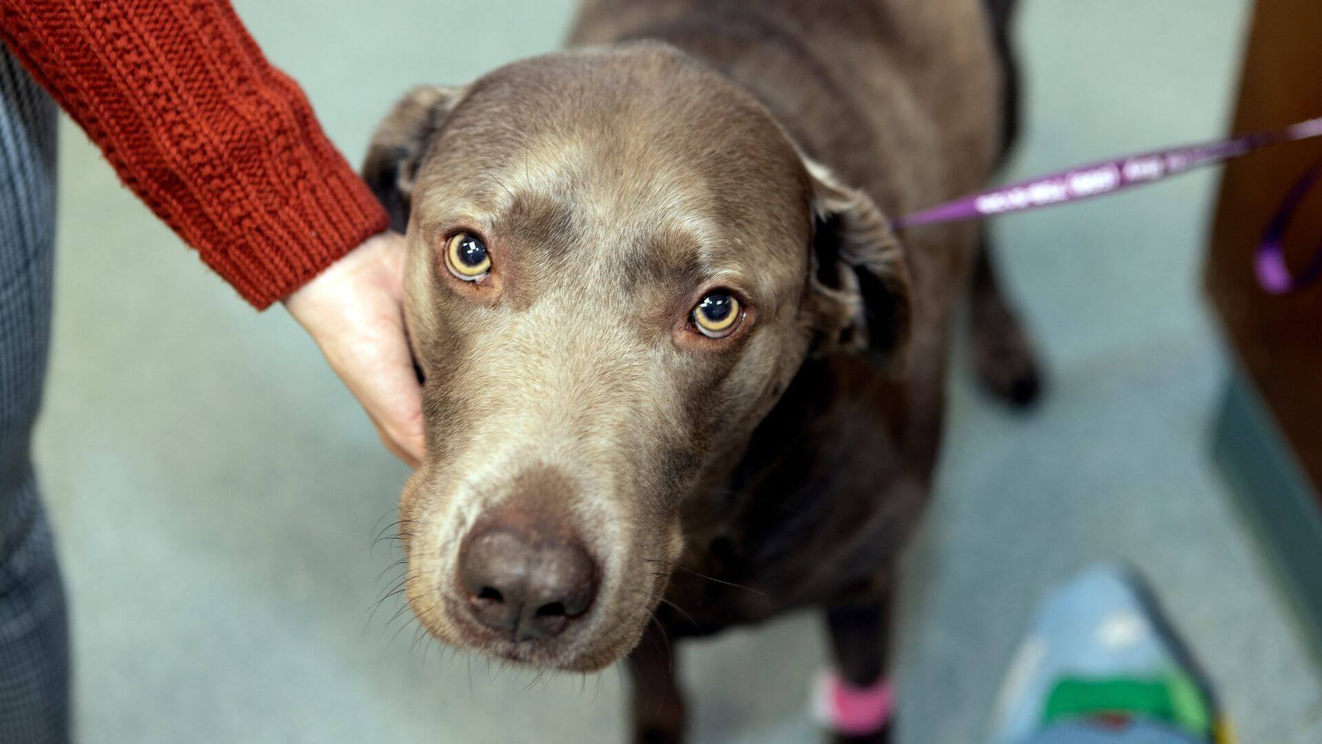 Buzzards Bay, MA 02532 Veterinary Reviews Cape Cod Veterinary Specialists