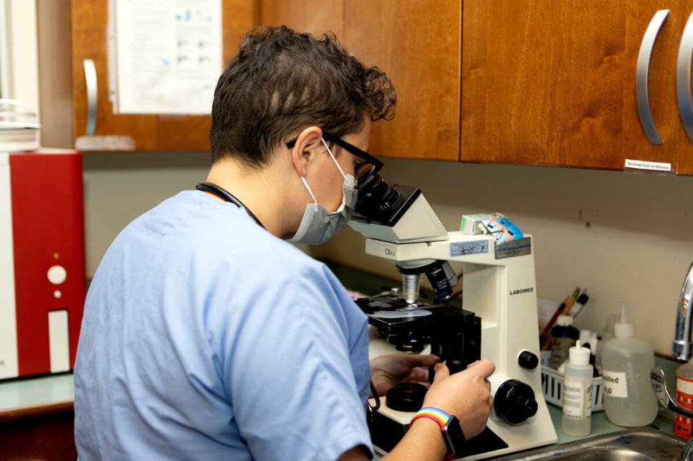 Best Emergency Vet In MA Cape Cod Veterinary Specialists