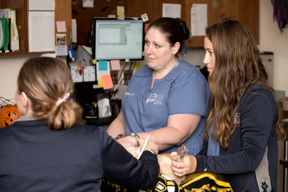 Best Emergency Vet In MA Cape Cod Veterinary Specialists