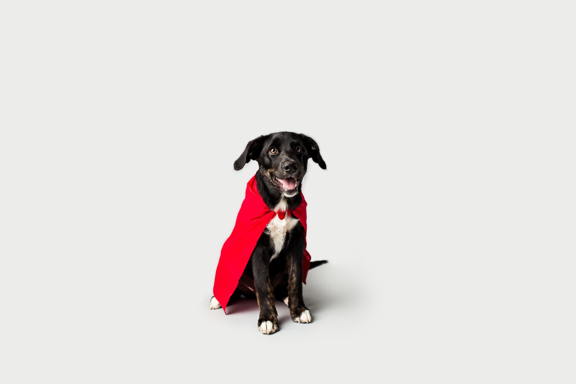 dog wearing a cape