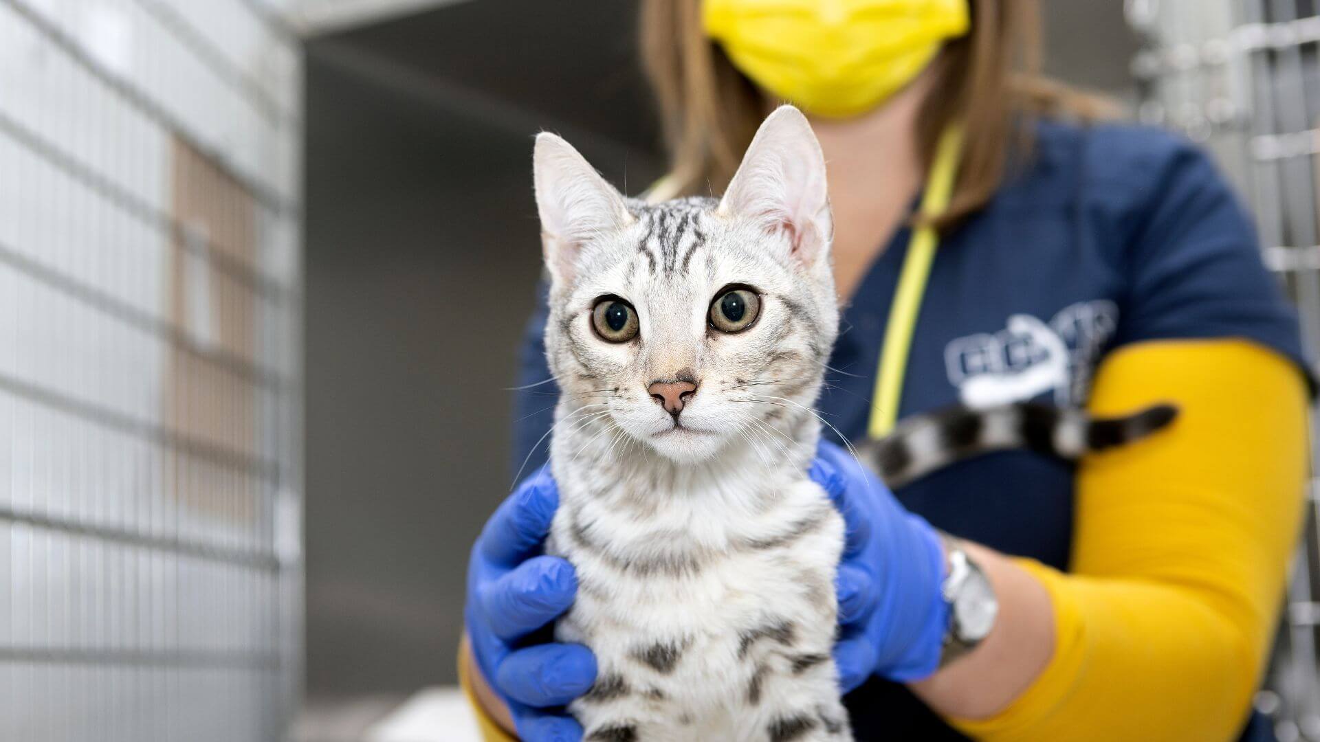 Benefits Of Working With Us | Cape Cod Veterinary Specialists