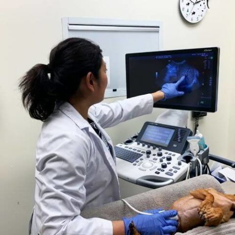 Cape Cod Radiology Pet Diagnostic Imaging In Buzzards Bay, MA | CCVS