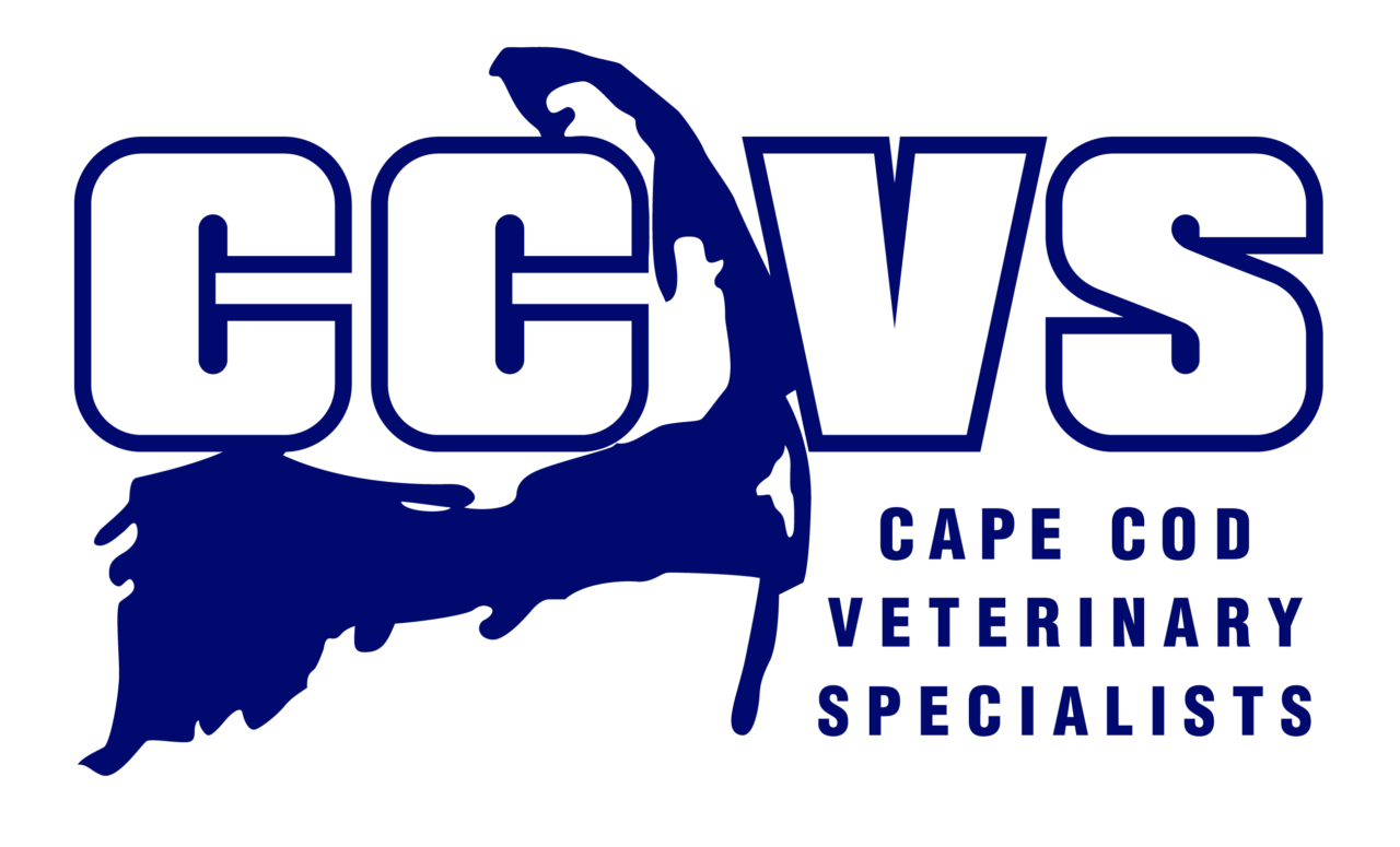 Best Emergency Vet In MA Cape Cod Veterinary Specialists
