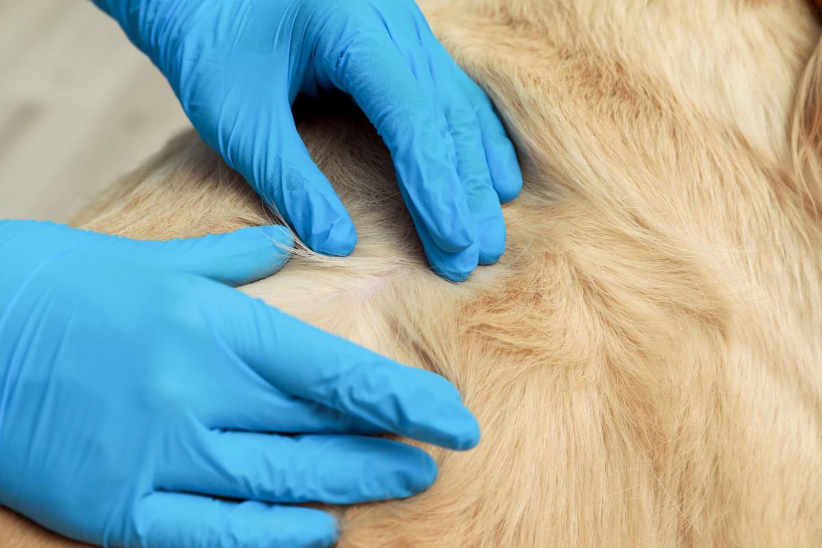 About Cape Cod Veterinary Specialists Vet In Buzzards Bay, MA