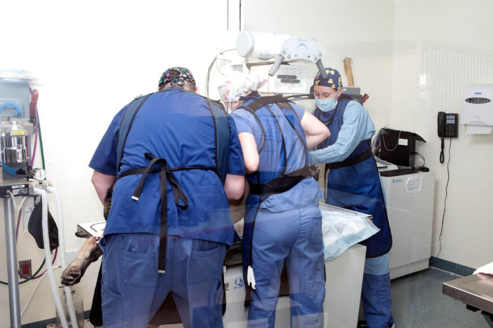 Vet Services In Dennis & Buzzards Bay Cape Cod Veterinary Specialists